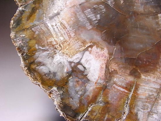 恐竜時代幕開け2億年前の珪化木の化石(その9)