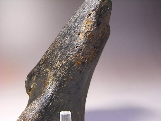 世界で初めて発見された恐竜で有名なイグアノドン：上腕骨の化石（その12）