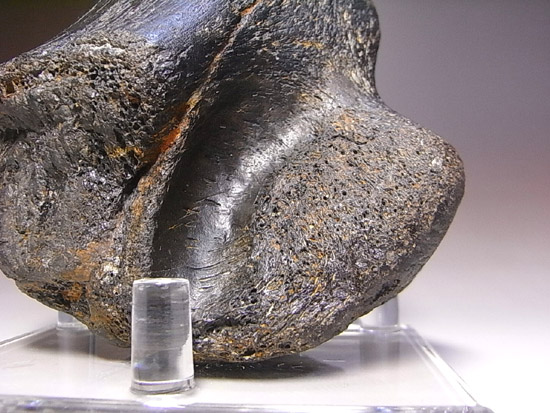 世界で初めて発見された恐竜で有名なイグアノドン：上腕骨の化石（その4）