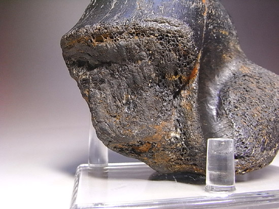 世界で初めて発見された恐竜で有名なイグアノドン：上腕骨の化石（その5）