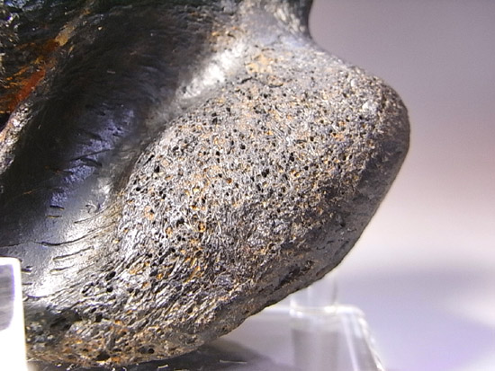 世界で初めて発見された恐竜で有名なイグアノドン：上腕骨の化石（その7）