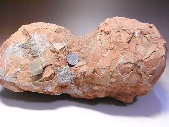鑑定書付、ヒプセロサウルスの卵化石（その1）