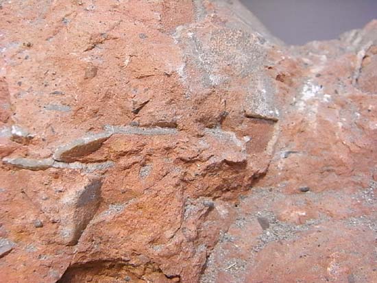 鑑定書付、ヒプセロサウルスの卵化石（その12）