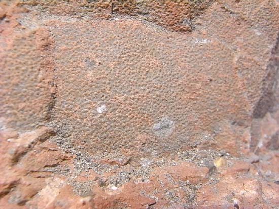 鑑定書付、ヒプセロサウルスの卵化石 恐竜 販売