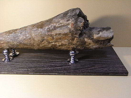 世界最高レベルの品質：トリケラトプスのツノ化石（その12）