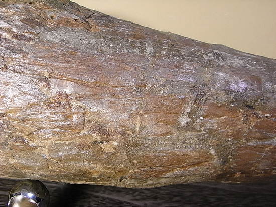 世界最高レベルの品質：トリケラトプスのツノ化石（その14）