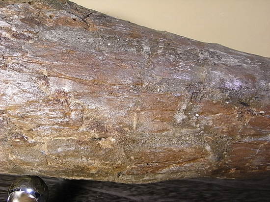 世界最高レベルの品質:トリケラトプスのツノ化石(その14)
