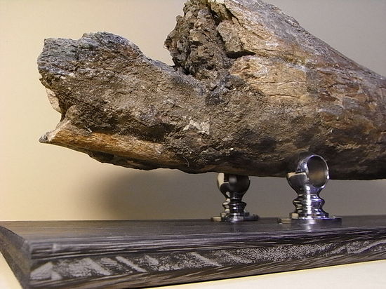 世界最高レベルの品質:トリケラトプスのツノ化石(その16)