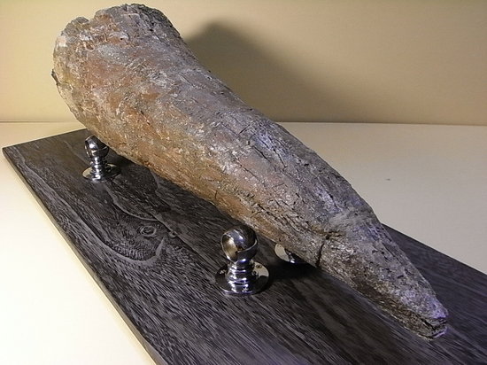 世界最高レベルの品質:トリケラトプスのツノ化石(その17)
