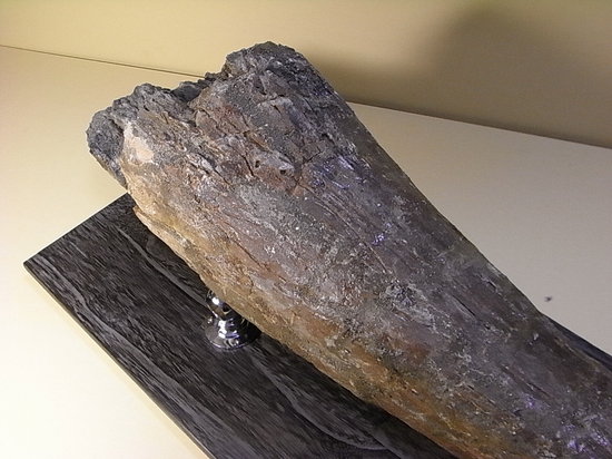 世界最高レベルの品質:トリケラトプスのツノ化石(その19)