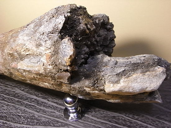 世界最高レベルの品質:トリケラトプスのツノ化石(その5)