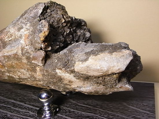 世界最高レベルの品質：トリケラトプスのツノ化石（その7）