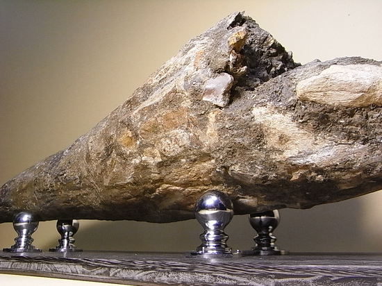 世界最高レベルの品質：トリケラトプスのツノ化石（その8）