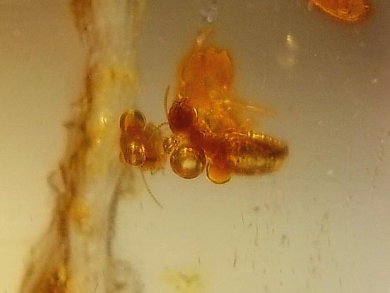 化石セブン品質!透き通った最高品質の虫入りコーパル(その17)