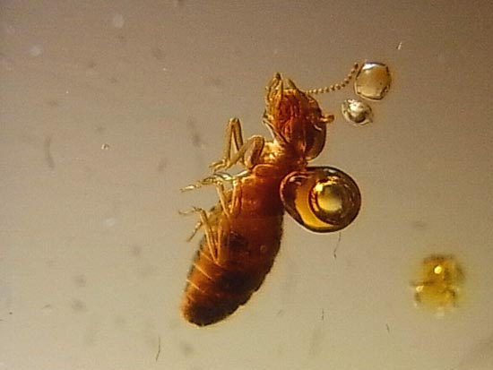 化石セブン品質!透き通った最高品質の虫入りコーパル(その19)