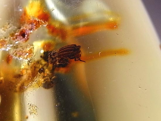 化石セブン品質!透き通った最高品質の虫入りコーパル(その20)
