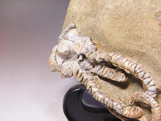 3D保存状態最高の2億年前のウミユリ化石(その10)
