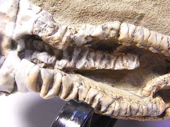 3D保存状態最高の2億年前のウミユリ化石(その13)