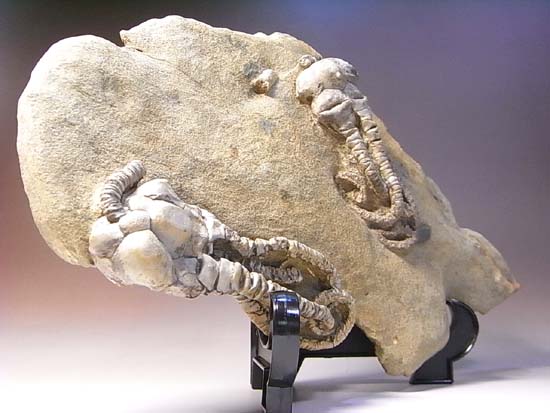 3D保存状態最高の2億年前のウミユリ化石(その17)