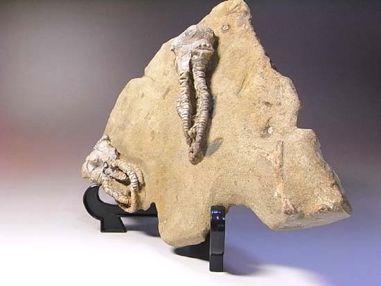 ３Ｄ保存状態最高の２億年前のウミユリ化石（その18）