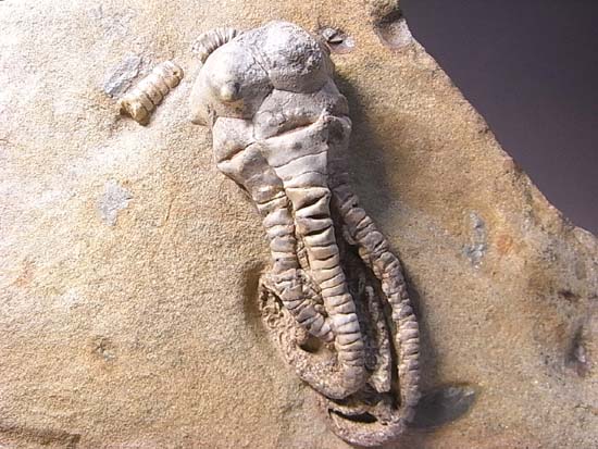 3D保存状態最高の2億年前のウミユリ化石(その3)