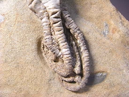 ウミユリ化石 浮き付き！ウミユリ&三葉虫の化石【Ascocystites ecrinaid