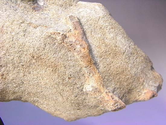 ３Ｄ保存状態最高の２億年前のウミユリ化石（その8）