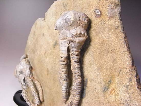 3D保存状態最高の2億年前のウミユリ化石(その9)