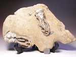 ３Ｄ保存状態最高の２億年前のウミユリ化石