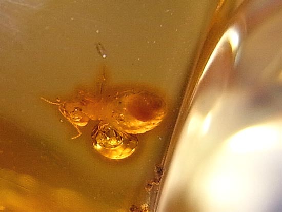 化石セブン品質!透き通った高品位の虫入りコーパル(その12)