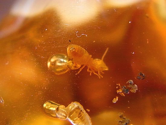 化石セブン品質!透き通った高品位の虫入りコーパル(その14)