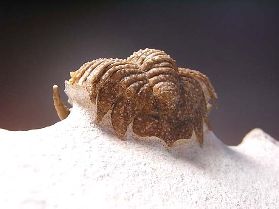 ロシアンぶつぶつ三葉虫ホプロリカス(その10)