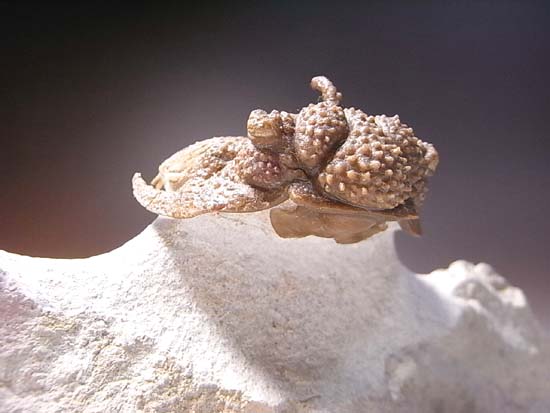 ロシアンぶつぶつ三葉虫ホプロリカス(その14)