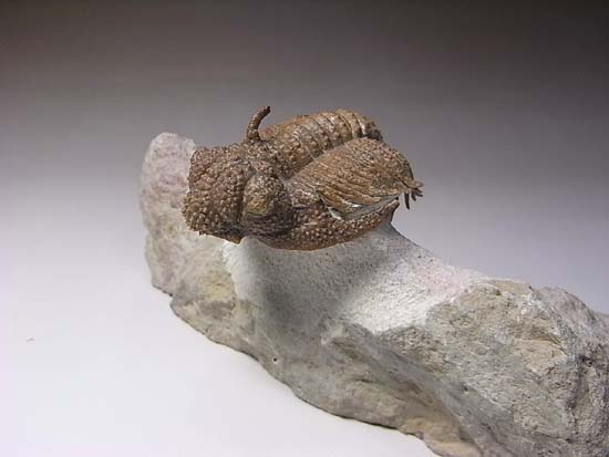ロシアンぶつぶつ三葉虫ホプロリカス(その15)