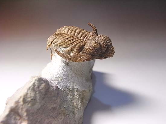 ロシアンぶつぶつ三葉虫ホプロリカス(その16)
