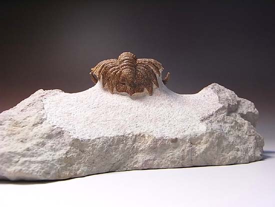 ロシアンぶつぶつ三葉虫ホプロリカス(その17)