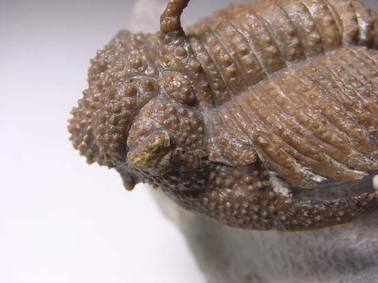 ロシアンぶつぶつ三葉虫ホプロリカス(その19)