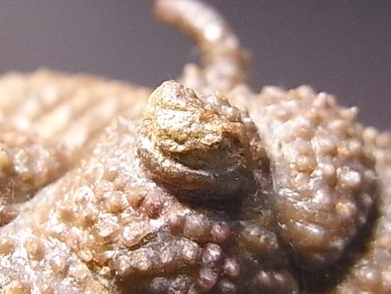 ロシアンぶつぶつ三葉虫ホプロリカス(その5)