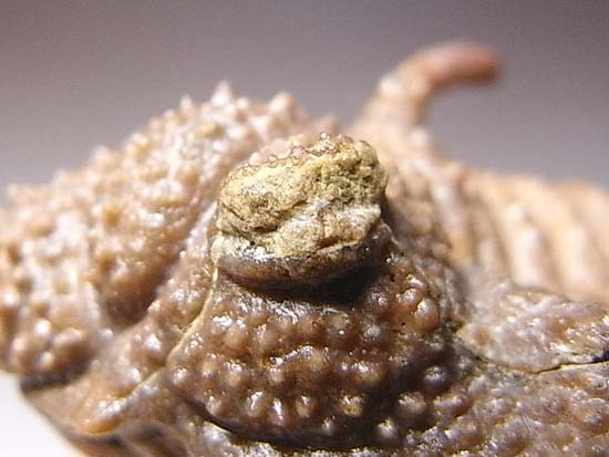 ロシアンぶつぶつ三葉虫ホプロリカス(その6)