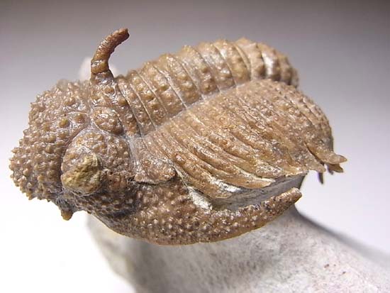 ロシアンぶつぶつ三葉虫ホプロリカス(その7)