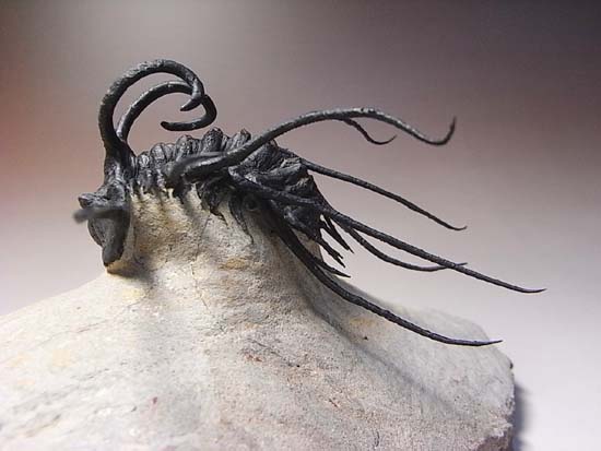 保存状態最高のディクラヌルス・モンストローサス 三葉虫 販売