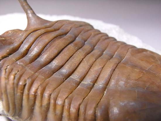 ロシアのかたつむり三葉虫!巨大で高品位なアサフス・コワレフスキー(その7)