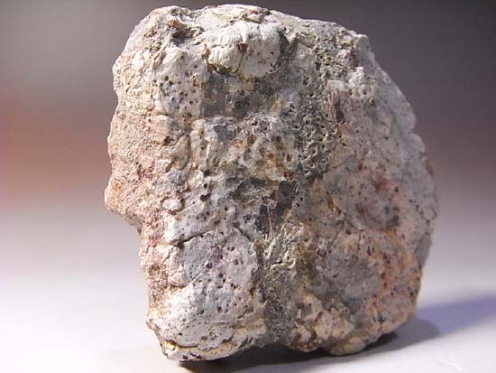 アンキロサウルスの装甲(そうこう)化石(その12)