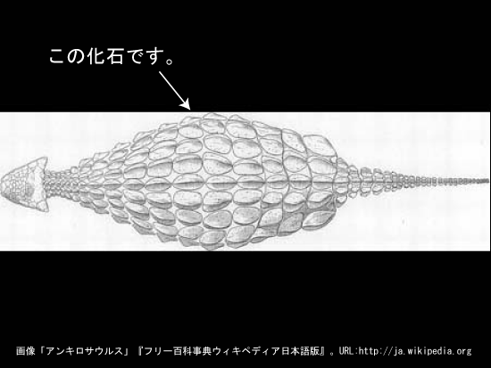 アンキロサウルスの装甲(そうこう)化石(その2)