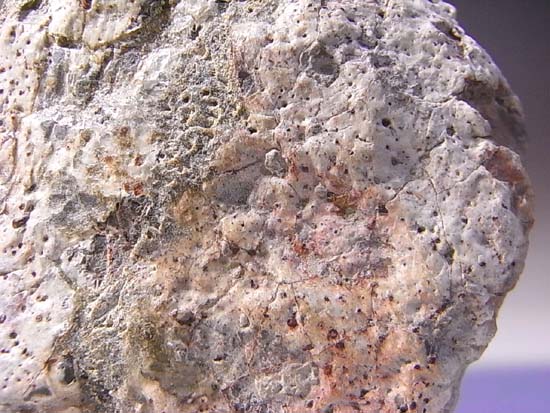 アンキロサウルスの装甲(そうこう)化石(その4)