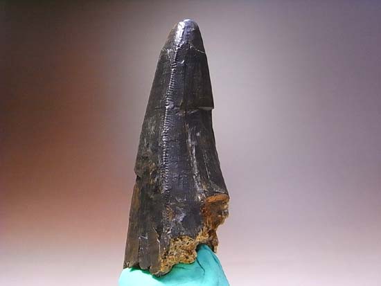 ティラノサウルス成体の巨大歯（その11）