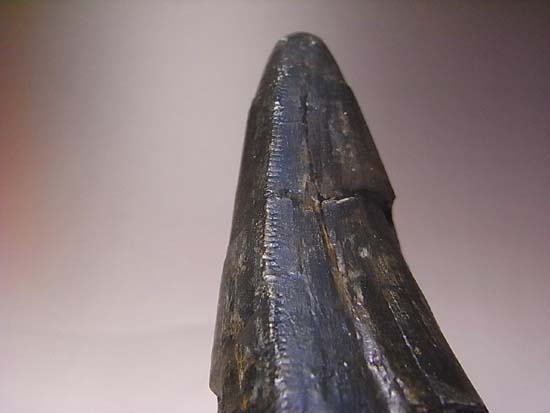 ティラノサウルス成体の巨大歯（その20）