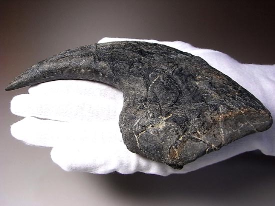 世界最高レベルのアロサウルスのかぎ爪(ハンドクロウ)(その1)