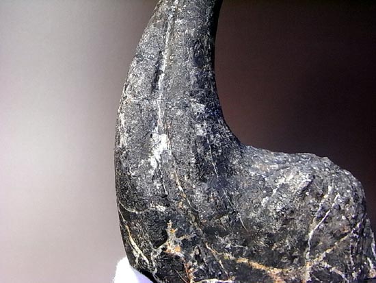 世界最高レベルのアロサウルスのかぎ爪（ハンドクロウ）（その10）