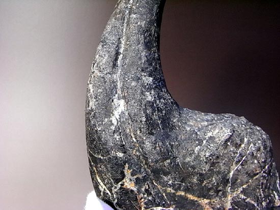 世界最高レベルのアロサウルスのかぎ爪(ハンドクロウ)(その10)
